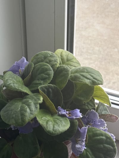A close-up, eye-level indoor shot showcases a healthy African violet plant with numerous fuzzy, dark green leaves and delicate purple flowers. The plant is situated on a windowsill, with the textured, light-colored screen of a window visible in the background to the right. The wall of the room appears to be a light gray color, with a vertical seam indicating where two panels meet, to the left of the window. The lighting suggests it is daytime, with natural light filtering in from the window. No people are present in the image. The scene depicts a common household plant in a domestic setting.