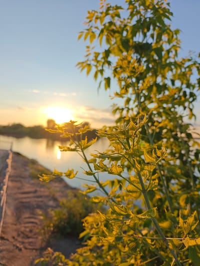 This image, captured in Nikolo-Beryozovka, Russia, depicts an outdoor landscape scene during either sunrise or sunset. The foreground is dominated by a sharply focused branch of a plant or young tree, featuring numerous yellowish-green leaves. These leaves are strongly backlit by the sun, appearing translucent, with visible venation and subtle surface texture; some leaves exhibit slightly curled edges. This plant occupies the lower and central-right portions of the frame.
In the blurred midground, a calm body of water, likely a river or canal, stretches horizontally across the scene, reflecting the golden light of the sun. Along the left bank of this water body, a narrow, unpaved path or dirt road extends from the lower-left corner towards the center. Indistinct vertical elements, possibly fence posts or a railing, are discernible along the edge of this path. The opposite bank features blurred landmasses and vegetation.
The background consists of a clear sky, which transitions from an intense golden-orange near the horizon where the sun is positioned, to a lighter blue towards the top of the frame. A prominent, overexposed sun is visible on the horizon, casting a strong, warm light across the entire scene and creating a distinct reflection on the water. Additional blurred foliage, consistent with trees or bushes, is visible against the sky in the upper-right quadrant. No individuals, specific actions, or interactions are observable within the image.