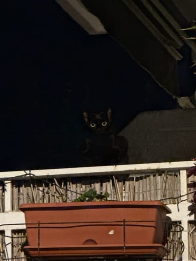 A dimly lit, high-angle shot, possibly taken from above, shows a black cat with glowing eyes in an urban setting. The location appears to be outdoors, possibly a balcony or terrace, with a building visible on the left side of the frame. To the right, there's a white railing with a weathered appearance. A rectangular terracotta-colored pot is also visible, partially obscuring the scene behind it, and it is supported by a black wire frame. The surrounding environment is dark. I cannot verify that this is in Vinaròs, Spain.