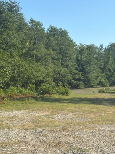 The image shows a natural scene with a clear blue sky above. In the foreground, there is a textured surface composed of small, light-colored gravel interspersed with patches of dry, light brown grass. This gravel and grass area transitions into a strip of greener grass, which then gives way to a dense line of lush green trees. These trees form a thick wall of foliage, with some ferns and smaller green plants visible at their base. Beyond the trees, a body of water with a murky, brownish-green surface is visible. The water appears calm, and there are some small green bushes along its edge. The overall impression is one of a peaceful, natural environment, likely a park or a roadside area with a body of water nearby. The scene is devoid of any people or specific man-made structures.