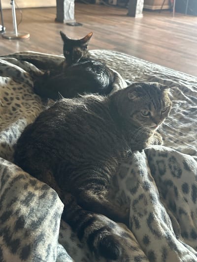 Two cats are resting on a bed with a leopard print comforter. The cat in the foreground is a tabby with folded ears and is looking to the right, with its tongue slightly out. The second cat, in the background, is black and tortoiseshell and is partially obscured by the foreground cat. The background of the image shows a wooden floor and some furniture. There is no indication of the location being in Хвойное Кп, Russia.