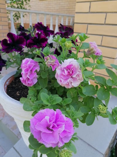 This media file displays a close-up shot of a planter filled with petunias. The planter is white and appears to be made of ceramic or a similar material, with a textured surface. The petunias exhibit a variety of colors, including deep purple and shades of pink, with some flowers being single-petaled and others being double-petaled and ruffled. Lush green foliage surrounds the blooms. In the background, a light-colored brick wall is visible, along with a white railing. The lighting suggests it is daytime, possibly late morning or afternoon. The scene appears to be an outdoor setting, likely a patio or balcony, given the planter and the surrounding architectural elements. There is no visible text in the image. The overall impression is one of a well-tended, blooming garden feature.