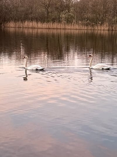 The scene displays a calm body of water in Niel, Belgium, under soft, diffuse lighting. Two white swans are swimming from left to right across the midground. Both swans exhibit an orange bill with a prominent black knob at the base and a black line extending from the bill to the eye. The swan positioned on the left is slightly ahead of the swan on the right. Each swan actively propels itself, creating a distinct V-shaped wake on the water's surface. The water features subtle ripples and reflects muted tones of grey, blue, and pink. The background consists of a narrow strip of light brown, dry reeds lining the far bank, behind which stands a dense arrangement of bare deciduous trees with slender, dark branches. Reflections of the trees and reeds are visible in the water.