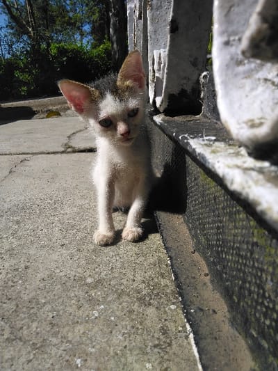 A small kitten with white, dark brown, and light brown fur patterns is seated on a weathered concrete surface in Yellowknife, Canada. The kitten, positioned towards the center-left of the frame, faces directly forward with a slight head tilt. Its large, erect ears have pink interiors, and its light-colored eyes exhibit a possible mild discharge. Its forepaws, featuring light brown pads, rest on the concrete. To the kitten's right, a vertical, heavily weathered white-painted metal structure, resembling a gate or fence element, displays extensive paint chipping, dark discoloration, and grime. A dark, possibly mesh or corrugated, surface is visible beneath this structure. The concrete ground shows numerous surface cracks and scattered particulate matter. The background features out-of-focus green foliage from trees and bushes under a clear blue sky. The scene is brightly illuminated by direct sunlight, generating prominent shadows and highlighting textural details.