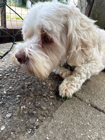 The image shows a close-up of a white, fluffy dog lying on a rough, gray concrete surface. The dog is looking towards the camera with its head tilted slightly. Its fur appears a bit shaggy and curly, with some strands falling over its eyes. The dog's eye is visible, a deep brown color. The concrete ground is textured and shows signs of wear, with small pebbles and cracks. To the left of the dog, a green wire fence is partially visible. The background is slightly blurred, but suggests an outdoor setting with some greenery. The lighting appears to be natural daylight, casting soft shadows. There is no visible text in the image. The overall impression is one of a relaxed pet resting outdoors.