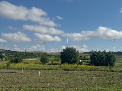 In Urbnisi, Georgia, a pastoral landscape unfolds under a bright blue sky dotted with fluffy white clouds. The foreground is dominated by a cultivated field, its rows of young plants and scattered purple flowers suggesting recent planting or growth. Two white stakes, one with a red base and another topped with green, mark the field. Beyond this cultivated area lies a strip of wild vegetation, transitioning into a gentle, rolling hillside. This hillside is densely populated with trees, a mix of dark green deciduous and lighter green coniferous species, interspersed with fields of vibrant yellow flowers. In the middle ground, several large, modern wind turbines are visible, their tall white structures standing sentinel against the horizon. Further back, a few houses and other structures are nestled amongst the trees on the distant hills, indicating a rural settlement. The scene evokes a sense of rural tranquility and the integration of renewable energy into the natural environment.