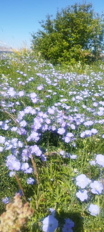 This image depicts a sunlit field densely populated with small, light purple flowers, likely flax flowers, and green grass. A medium-sized green tree with dense foliage stands in the background, to the right of center. The sky above is a clear, bright blue. The scene is outdoors, suggesting a natural environment. The image is taken from a low angle, looking up into the field of flowers. There are no people or animals visible in the image. This scene is consistent with the natural landscape that can be found in and around Mokhsogollokh, Russia, a village known for its scenic rural settings and natural beauty, particularly during the warmer months when wildflowers bloom.