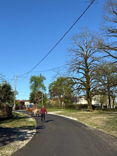A low-angle, outdoor shot depicts a street scene in Gachedili, Georgia. The sky is clear and blue. A utility pole with attached wires is visible against the sky. A large tree, partly bare, overhangs the scene.

A paved road curves from the foreground to the background. A man is walking along the road, accompanied by two cows. He is wearing a dark red shirt and dark pants. The cows are light brown and tan.

On the left side of the road is a grassy area with trees and houses in the background. A fence is partially visible. The houses appear to be residential. The light suggests it is either morning or afternoon.