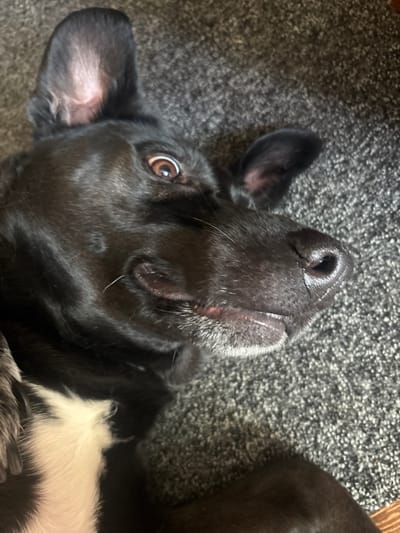 The image shows a close-up of a black dog lying on a grey carpet. The dog is positioned on its back, with its head tilted to the side. Its eyes are wide open and looking upwards. The dog's mouth is slightly open, revealing its teeth and tongue. A white patch of fur is visible on the dog's chest. The background is a textured grey carpet.