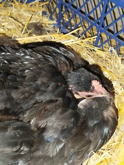 The image shows a close-up view of a black chicken nestled in a pile of straw. The chicken's head is tucked into its body, with its eyes closed or partially visible. The chicken appears to be resting or sleeping in a nesting area, possibly inside a coop or enclosure, as indicated by the presence of a blue plastic grid in the upper right corner. The background is filled with straw, some of which is illuminated by a light source, creating shadows. The overall scene suggests a domestic environment related to poultry farming. There is no visible indication of the location being within the city of Ceadîr-Lunga, Moldova.