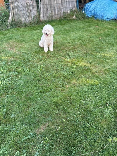 A white poodle sits in a grassy backyard, facing the camera. The dog's mouth is open, and its tongue is visible. The background features a bamboo fence on the left and a blue tarp covering an object on the right. The grass is green and appears to be well-maintained. The scene is outdoors, likely during the daytime, given the lighting. The location is identified as Ćwiklice, Poland.
