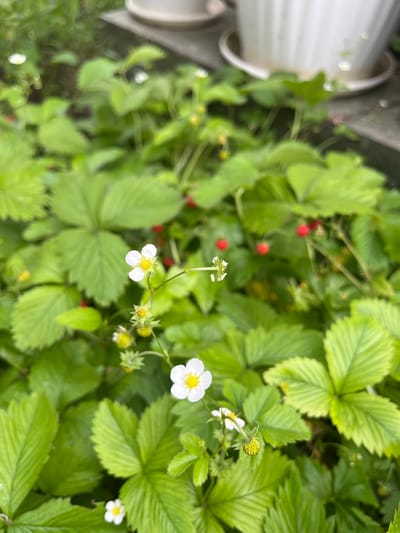 The image presents a dense patch of wild strawberry plants (Fragaria vesca) at an eye-level perspective. The dominant feature is the vibrant green foliage of the strawberry plants, with trifoliate leaves exhibiting textured veins. Scattered among the leaves are small, ripe red strawberries, indicating that it is harvest time. There are also white flowers with yellow centers, suggesting ongoing pollination and fruit development. The environment appears to be outdoors, potentially a garden or a wild area near Piperkovo, Bulgaria, although there are no specific landmarks to confirm the location. In the upper-left of the image, there are partially visible white pots or containers, suggesting human cultivation nearby. No people or animals are visible in the image.