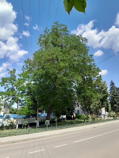 The image shows a street scene in Cimișlia, Moldova, on a clear day with scattered clouds. A large tree with vibrant green leaves dominates the foreground, its branches extending upwards towards the blue sky. Power lines crisscross the sky above the tree. To the right of the tree, a paved road with a white line marking runs along the side. A sidewalk with a decorative metal fence separates the road from a grassy area. Beyond the fence, buildings with white facades and blue trim are visible, along with more trees and some flowering plants. The overall impression is one of a well-maintained urban or suburban environment on a sunny day. There is no visible text in the image. The scene appears peaceful and ordinary, with no specific activity or event taking place, suggesting it might be a snapshot of daily life.