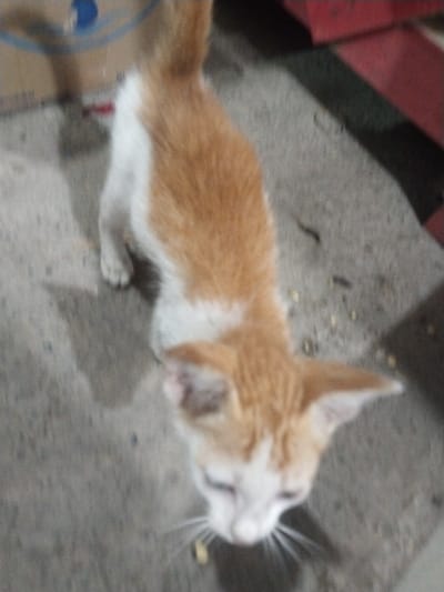 A small, orange and white cat is captured from an overhead perspective, looking downwards towards the ground. The cat has predominantly orange fur on its back, head, and tail, contrasted with white fur on its face, chin, paws, and underside. Its ears are upright and triangular. The cat's face is slightly blurred, suggesting either movement or a shallow depth of field, and its whiskers are visible. It appears to be focused on small, scattered particles on the ground, possibly food.
The setting is an unadorned concrete or paved surface. To the left, part of a cardboard box is visible, featuring a blurry blue circular logo or text that is unreadable. To the right and in the background, a dark, reddish-brown object or surface is present, partially obscured. The lighting is somewhat dim, implying an indoor location or a heavily shaded outdoor area. No people are visible in the frame. The scene evokes the presence of a domestic animal in an utilitarian environment, possibly at Aceh Harbor, Indonesia, as suggested by the context.