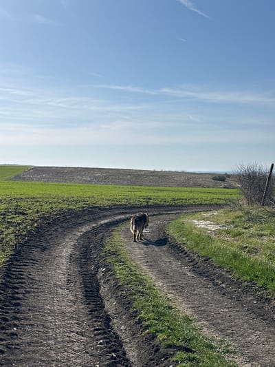 The scene is an outdoor, rural landscape located in Krumovo Gradishte, Bulgaria, under a clear, light blue sky with scattered faint white contrails. A dirt track, displaying prominent vehicle tire treads, curves from the lower-left foreground towards the upper-right midground. To the immediate left of the track, a large field of vibrant green, low-growing vegetation is visible, extending into the midground. Beyond this green field and to the right of the track, a darker, tilled or fallow field of brown earth occupies the background. On the right side of the dirt track, a clump of sparse, dry bushes with bare branches partially obscures a dark, vertical post positioned at the far right edge of the frame. A single medium-to-large dog, with a coat featuring tan, brown, and black markings, is the sole animal visible. The dog is positioned centrally on the dirt track, walking away from the viewer towards the upper-right, with its tail held low. It casts a shadow to its immediate right, indicating direct sunlight from the left. No other individuals or animals are present.
