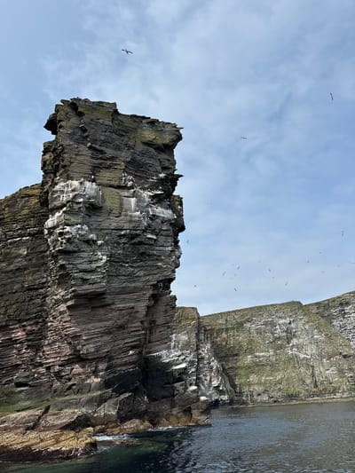 A tall, rugged, stratified rock formation rises from the dark, choppy waters of the sea. The rock face is a mix of deep browns and greys, with some patches of green moss and white guano staining. Several birds are visible in flight around the rock and in the pale blue sky, which is dotted with wispy clouds. To the right, more of the same type of rocky cliffs, partially covered in vegetation, stretch towards the horizon. The scene is likely a coastal area in Shetland, United Kingdom, known for its dramatic sea stacks and seabird colonies. There are no people visible in the image.