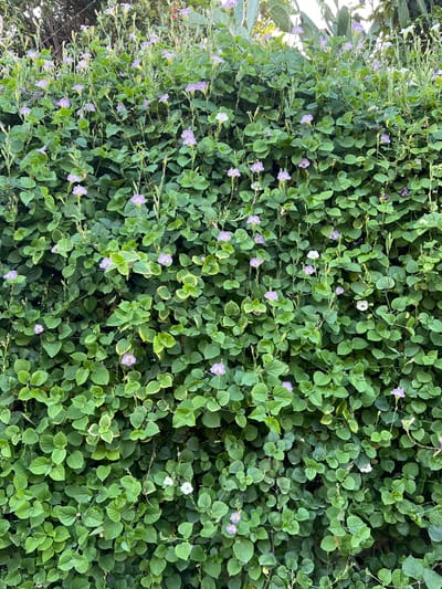 A densely packed vertical wall of green foliage with scattered small, light purple and white flowers is shown. The image is taken in Villa de Cura, Venezuela. The leaves are heart-shaped and ovate, with some showing slight yellow variegation at the edges. The flowers are tubular with flared petals. The overall impression is of a lush, overgrown plant covering a surface, possibly a wall or fence, creating a natural green screen.