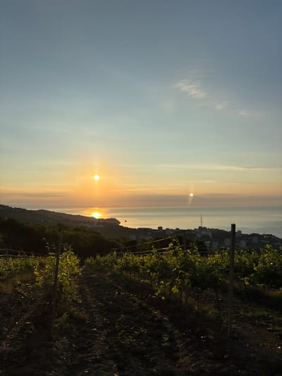 The image captures a scenic view from a vineyard overlooking a coastal city at sunset. The foreground is dominated by rows of young grapevines, their leaves illuminated by the warm, golden light of the setting sun. The soil in the vineyard appears tilled and dark. In the mid-ground, a hillside slopes down towards the sea, dotted with trees and residential buildings. The city itself is visible along the coastline, with a prominent tower rising above the structures. The sea stretches out to the horizon, reflecting the vibrant colors of the sunset. The sky is a gradient of pale blue to soft orange, with a few wispy clouds. The sun is low on the horizon, casting a bright reflection on the water. The overall impression is one of tranquility and natural beauty.