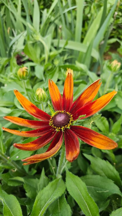 A close-up shot focuses on a single black-eyed Susan flower in full bloom. The flower has striking, elongated petals that transition from a deep red at the base to a vibrant orange at the tips. The center of the flower is a dark, purplish-brown cone with yellow pollen. Surrounding the bloom are numerous green leaves and several closed flower buds. The background is a blur of more green foliage, suggesting a garden setting. There are no people or discernible human activity visible in the image. The overall impression is of a natural, botanical subject captured in detail. The scene is not specifically identifiable as being within the city of Cheonan-si, South Korea.