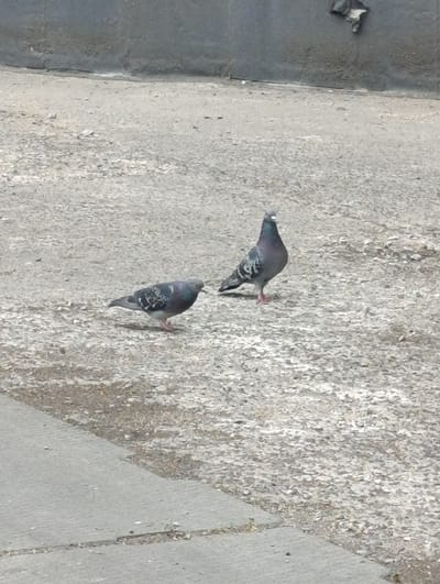Two pigeons are standing on a rough, grey, gravelly surface. The pigeon on the left is facing left and is slightly hunched, appearing to peck at the ground. It has grey, white, and black markings on its wings. The pigeon on the right is facing forward and slightly to the right, standing tall with its head held high. It is mostly grey with iridescent neck feathers and black markings on its wings. Behind the pigeons, a textured, grey concrete wall runs horizontally across the image. The ground in front of the pigeons is a lighter grey concrete slab. The scene appears to be outdoors in an urban or semi-urban environment.