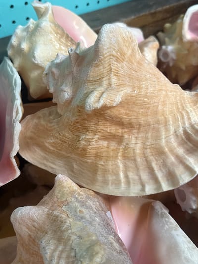 The image shows a close-up of several conch shells, likely in a tourist shop or market. The shells are various sizes and colors, with a range of textures. The location is likely Key Largo, United States of America, based on the assumption that conch shells are commonly sold as souvenirs in coastal locations. There are no people visible in the image.