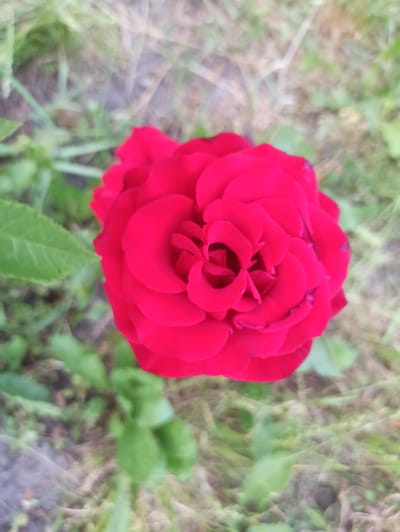 A top-down shot features a vibrant red rose in full bloom, its petals tightly furled in the center and opening outwards. The rose is centrally located in the frame, with blurred green foliage and grass forming the background. There is no indication of the city of Ukrainka, Ukraine, in the image.