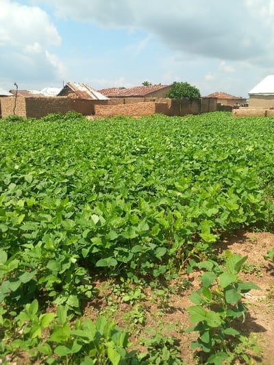 The image displays a cultivated field located in Zangon Aya, Nigeria. The foreground and midground are dominated by a dense expanse of uniform, vibrant green cultivated plants, consistent with a crop, growing from reddish-brown soil. In the background, a residential area is visible, featuring multiple structures primarily constructed with reddish-brown mud bricks for walls. Roofs are a mix of corrugated metal, some appearing rusty brown, and others light-colored, possibly white or silver. A small, dense green tree is situated behind some of the background buildings. The sky above is blue with scattered white cumulus clouds, indicating daytime conditions. No individuals, actions, or direct interactions are visible in the scene.