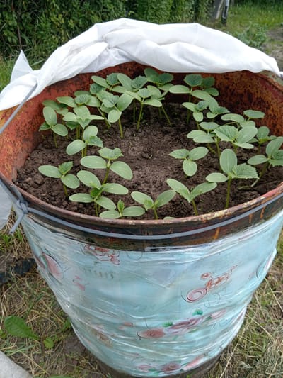 A rustic metal barrel, repurposed as a planter, contains numerous young cucumber seedlings. The barrel is old and shows signs of rust around its rim. The exterior of the barrel is covered with a light blue plastic wrap adorned with a floral pattern in pink and red. A white, non-woven fabric cover is draped over the top of the barrel, partially obscuring the seedlings within. The planter is situated outdoors on the ground, surrounded by dry grass and some green vegetation in the background, suggesting a rural or garden setting. The scene appears to be located in the village of Zhunski selski Sovet, Belarus.
