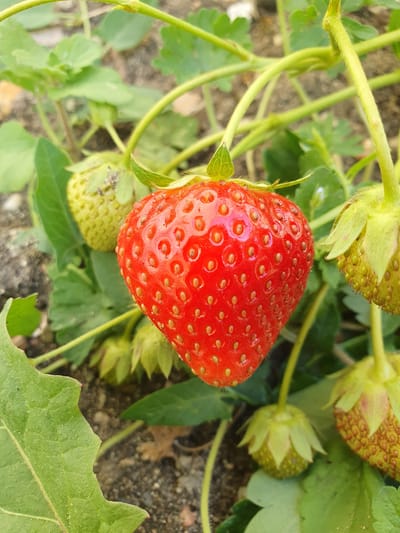 A close-up, outdoor, eye-level shot shows a ripe red strawberry as the main subject. It is positioned slightly right of the center and is attached to its plant by a stem. The strawberry is heart-shaped and has visible seeds on its surface. To the left of the ripe strawberry, a green, unripe strawberry is visible, also attached to a stem. Further to the right and below, there are two more unripe strawberries, one larger and partially visible with some developing red coloration, and another smaller, green one. The background consists of green strawberry leaves, stems, and blurred soil, suggesting a garden or natural setting. The lighting appears to be natural daylight, casting subtle highlights on the strawberries and leaves. No people or animals are present in the image. The scene is located in Vigneux-sur-Seine, France.