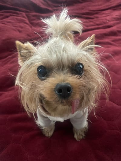 A tan and silver Yorkshire terrier, wearing a white garment, is positioned on a red surface. The dog is looking directly at the camera with its tongue slightly protruding. The location of Tairove, Ukraine is not discernible from the image.