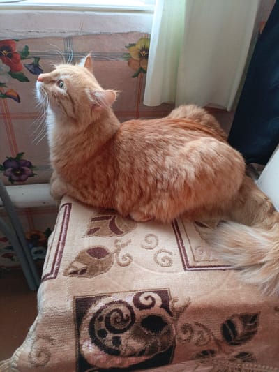 An orange tabby cat is sitting on a patterned cushion. The cat is looking upwards and to the left. The cushion is beige with a floral pattern in shades of brown and dark red. Behind the cat, there is a wall with a floral wallpaper and a window with white curtains. A dark object, possibly a chair or a piece of furniture, is visible on the right side of the image. The overall scene appears to be indoors, in a domestic setting. The location of Novoznamenskaya 1-Ya, Russia is not depicted or referenced in the image.