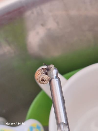 The image displays a single small land snail positioned on a polished, silver-colored metallic cylindrical object. The snail's shell is approximately 1.5 cm in diameter, exhibiting a light brown hue with distinct dark brown spiral bands. Its soft body, appearing moist and pale, extends from the shell, with two visible eyestalks pointed upwards. A small, clear liquid droplet adheres to the metallic object's surface immediately below the snail. The metallic object is consistent with a section of a tool handle or similar utensil. The background is out of focus; to the left, a blurry green object is visible, likely vegetation or a plastic item, while to the right, a white, curved object, resembling a dish or container, is present. The uppermost background consists of a blurred, mottled grey-brown surface. No human subjects are depicted. This scene is situated in the city of Xylofagou, Cyprus. The image includes a 'Galaxy A54 5G' watermark.
