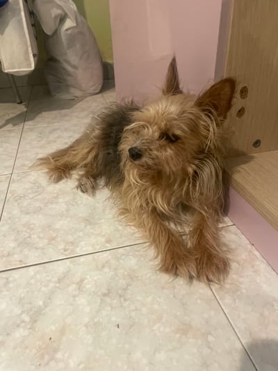 The media file shows a small, scruffy terrier-type dog lying on a tiled floor. The dog has tan fur with darker brown and grey undertones, particularly on its back and tail. Its ears are floppy and stand out from its head. The dog appears relaxed, with its front paws crossed and its head resting on the floor. The floor is made of light-colored, speckled tiles, with visible grout lines.

Behind the dog, a light pink wall meets a wooden surface, possibly a shelf or cabinet. The lighting suggests an indoor setting, and there are no clear indicators of the time of day or weather. To the left of the dog, there is a large white object, possibly a laundry bag or a covered piece of furniture, and the edge of a white plastic bin.

The scene is set in Piedimonte San Germano Alta, Italy. There is no visible text in the image. The overall impression is a candid shot of a pet at rest in a domestic environment. The dog's posture and slightly closed eyes could suggest it is sleepy or comfortable.