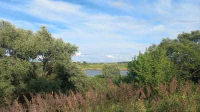 The image shows a tranquil riverside scene under a partly cloudy blue sky. In the foreground, tall, dry grasses with reddish-brown plumes sway gently. Behind them, lush green trees frame the view, with a large willow-like tree on the left and a dense cluster of deciduous trees on the right. The river flows calmly in the midground, reflecting the sky. Across the river, a flat, green landscape stretches to the horizon, dotted with scattered trees and vegetation. The overall impression is one of natural beauty and serenity. The location is identified as being in the Streshyn rural council of Belarus.