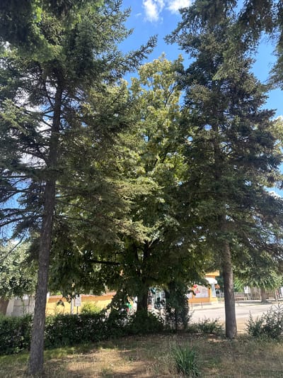 The image shows a view looking up through the branches of several tall trees, with a bright blue sky dotted with white clouds visible in the upper left portion. The trees appear to be a mix of coniferous and deciduous varieties, with dense green foliage. In the background, through the trees, a street is visible with buildings and a small yellow kiosk. The kiosk has some signage that appears to be in a foreign language, possibly Bulgarian, and a poster advertising items. The scene suggests a sunny day, likely in a rural or suburban setting, given the mix of nature and buildings. The image is oriented vertically, as if taken by someone looking upwards from ground level. There are no people clearly visible in the image, but the presence of buildings and the kiosk suggests human activity in the vicinity.