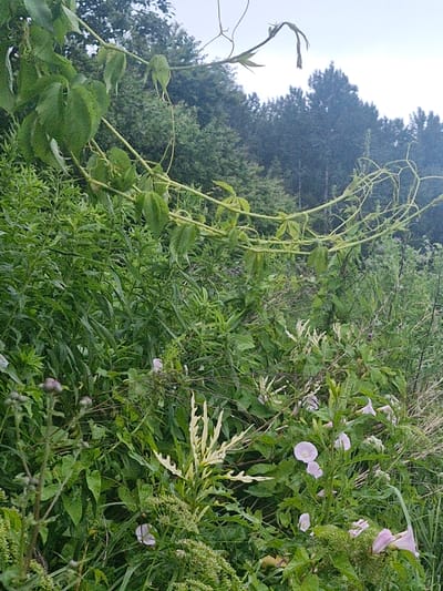 The image depicts a dense, green, overgrown natural landscape in Kursīši, Latvia, characterized by a variety of plants, including vines, leafy shrubs, and flowering plants. The foreground is dominated by lush vegetation, with a climbing vine featuring heart-shaped leaves and tendrils prominently displayed across the upper portion of the frame. Amongst the foliage, several pale pink, funnel-shaped flowers, possibly bindweeds, are visible, along with buds and seed heads. Thorny plants with spherical buds are also present in the lower left quadrant. The background consists of a dense forest of trees, appearing as a dark, textured mass against an overcast sky. The overall impression is one of untamed nature, with an abundance of greenery and a muted color palette. There are no people or man-made objects visible in the scene.