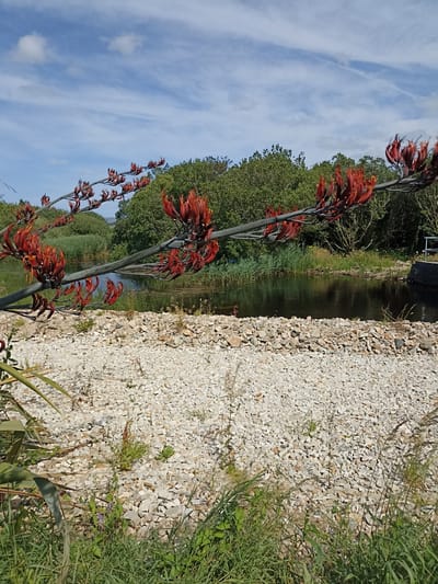 An outdoor, eye-level, medium shot captures a natural scene with a focus on flora and a body of water. In the foreground, a branch of a plant with vibrant red and orange flower-like structures extends across the frame from the left. The branch is set against a backdrop of light-colored gravel, sparsely dotted with green vegetation. Behind the gravel, a dark body of water is visible, bordered by tall reeds and lush green trees that form a dense line across the mid-ground. The sky above is a bright blue with scattered white clouds. A concrete structure with a silver railing is partially visible on the far right edge of the image, adjacent to the water and trees. The overall impression is a tranquil, natural landscape, possibly in a park or a less developed area. There are no people or animals present in the image.