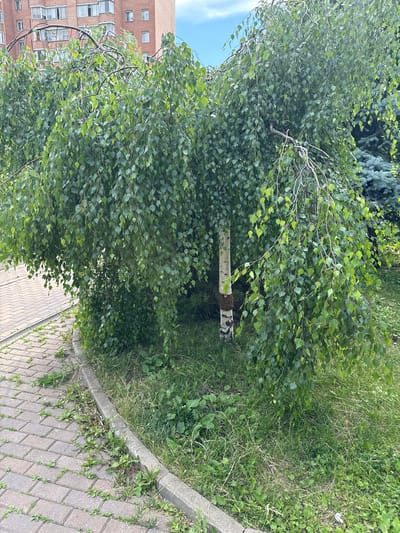 The image captures a weeping birch tree with a prominent white and black striped trunk, its branches laden with dense green foliage that cascades downwards. The tree is situated in an outdoor urban environment, likely a park or residential area. To the left, a paved walkway made of interlocking grey bricks curves gently, bordered by a low concrete curb. Grass and various small plants grow between the bricks of the walkway and along the edge of the curb. Behind the tree, a dark green evergreen tree, possibly a spruce, is partially visible. In the background, a multi-story brick building with numerous windows stands under a bright blue sky with scattered clouds. The scene appears to be a bright, possibly sunny day. There are no people visible in the image.
