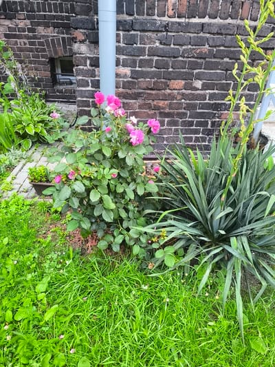 The image depicts a close-up view of a section of a garden adjacent to a brick building, likely in Katowice, Poland. The building wall is constructed of dark, weathered bricks, with a small, recessed window visible. A light gray downspout runs vertically along the wall.
In the foreground and mid-ground, various plants are present. A rose bush with numerous pink blossoms and green foliage is a prominent feature. To the right of the rose bush is a large, spiky plant with long, green leaves, possibly a yucca. The ground is covered with lush green grass, with some smaller plants and fallen flower petals scattered throughout. A paved pathway made of rectangular stones is visible to the left, partially obscured by grass. A dark brown planter pot is positioned near the pathway, containing some greenery.
The scene suggests an outdoor setting, possibly a backyard or a small garden area next to a residential or commercial building. The lighting indicates daytime, with soft shadows. There are no people or animals visible in the image.