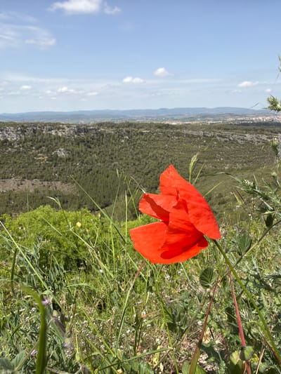 The image presents a vibrant natural landscape, captured from an elevated perspective, with a striking red poppy in the foreground. The photograph appears to have been taken on a clear, sunny day, likely mid-day, showcasing the expansive natural beauty of Olèrdola, Spain.
In the immediate foreground, to the right of the frame, a large, brilliant red poppy (Papaver rhoeas) stands out against a backdrop of diverse green foliage. Its delicate, papery petals are ruffled and catch the bright sunlight, displaying varying shades of red. Surrounding the poppy is a dense growth of wild grasses, weeds, and other small plants, some with visible thorns or slender stalks, all in various shades of green, suggesting a healthy, uncultivated environment.
Beyond the foreground vegetation, the landscape stretches out into a vast, undulating terrain. This middle ground is characterized by extensive green hills and valleys, covered in dense scrubland or low-lying forests, hinting at a rugged natural environment. The texture of the land suggests rocky outcrops interspersed with vegetation. In the far distance, a faint line of human habitation, possibly the town of Olèrdola, can be discerned along the horizon.
The sky above is a clear, bright blue, punctuated by scattered, fluffy white cumulus clouds, indicating fair weather. The overall scene evokes a sense of tranquility and the beauty of nature. No specific activity or event is taking place, other than the static display of the landscape and the flower. There is no visible text in the image.