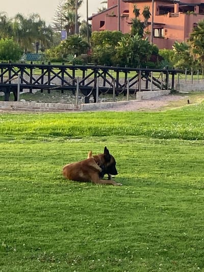 A medium-sized dog with brown and black fur is lying down on a vibrant green lawn. The dog is facing to the left, with its head turned slightly towards the camera. Behind the dog, a wooden bridge with dark posts and crossbeams spans across a slightly sunken area. Beyond the bridge, lush vegetation, including palm trees and other leafy plants, are visible. In the background, a building with terracotta-colored walls and multiple balconies stands out. The sky above is a pale, hazy color. The image appears to have been taken in Estepona, Spain, likely in a park or garden area.