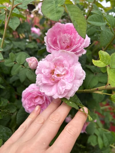 A close-up, high-angle outdoor shot shows a person's hand gently touching the leaves of a rose bush in what appears to be the Medvedevo Urban Settlement, Russia. Several light pink roses, some with water droplets on their petals, are in focus. The background is filled with green leaves and blurred pink flowers, indicating a garden setting. The lighting suggests it is daytime, possibly after rain.