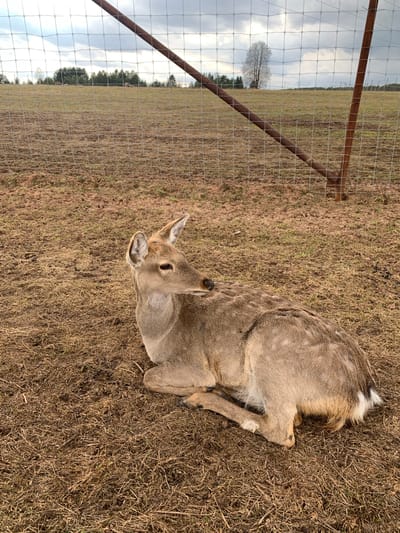 A deer is lying on brown grass next to a wire fence in a rural setting. The deer's fur is light brown with some white spots. It is facing towards the left. The fence is made of wire mesh supported by metal posts. Beyond the fence is a field with a bare tree in the distance under a cloudy sky. The location is unspecified in Stary Chultem, Russia.