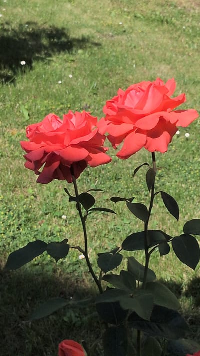 The image displays two vibrant red roses in full bloom, positioned against a backdrop of lush green grass. The roses are the primary subjects, with their petals unfurling to reveal their intricate beauty. They are part of a rose bush, evidenced by the thorny stems and dark green leaves visible throughout the frame. The leaves are deep green and glossy, contrasting with the bright red of the roses. One rose is slightly larger and positioned higher in the frame, while the second, also prominent, sits below and slightly to the left. A hint of a third, unopened rose bud can be seen on the far right edge of the frame.

The scene appears to be outdoors, likely in a garden or park, given the presence of grass and the natural lighting. The bright sunlight suggests it is daytime, and the shadows cast by the rose bush and possibly nearby trees indicate a sunny day. The grass is a vibrant green, dotted with small white specks, which could be tiny flowers or fallen petals. The overall impression is one of natural beauty and a flourishing garden.

There is no visible text in the image. The focus is entirely on the natural elements, particularly the striking red roses. The composition, with the roses filling a significant portion of the frame, emphasizes their visual appeal and the lushness of their surroundings.