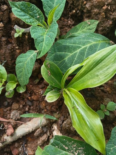 A close-up, overhead view depicts ground vegetation in Bình Hải, Vietnam. The scene is comprised of dark brown, unevenly textured soil containing small stones and gravel. A prominent plant in the upper left quadrant features multiple broad, ovate, dark green leaves with visible venation and minor edge irregularities. Small brown particulate matter is visible on its leaf surfaces. A central new growth bud displays lighter green foliage. In the lower right quadrant, a second plant presents several elongated, strap-like, light green leaves with parallel venation, fanning from a central point, also speckled with brown particulates. Smaller, light green seedlings with rounded leaves are scattered throughout the foreground and background. A pale, elongated organic fragment, likely a dried twig, is partially embedded in the soil in the lower-middle left. No individuals or specific actions are observed.