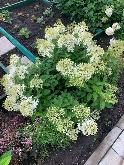 The image shows a garden bed with a variety of plants. A prominent feature is a large Hydrangea paniculata bush with clusters of white and pale green flowers. To the left of the Hydrangea, there are small strawberry plants growing in dark soil within a raised garden bed bordered by green painted wood. In the foreground and to the left, there are smaller plants with delicate pink flowers and dark purple foliage, possibly Heuchera. The ground is covered in dark soil. To the right, a concrete border and light-colored paving stones are visible. The scene appears to be outdoors, likely in a residential garden. No people are present, and no specific location in Dubnik, Russia is indicated within the image itself.