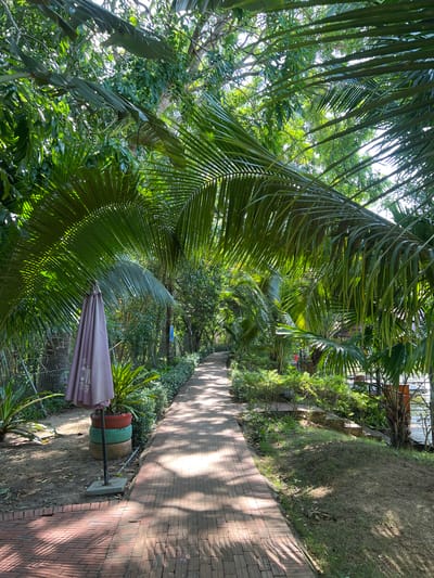 The image depicts a brick pathway winding through a lush, tropical environment. The pathway is bordered by dense green foliage, including large palm fronds that overhang the path, casting dappled shadows. On the left side of the path, near the foreground, stands a closed, light purple umbrella, supported by a stand made of stacked, colorful tires. Beyond the umbrella, a chain-link fence is visible, separating the pathway from more vegetation. The pathway itself is made of reddish-brown bricks laid in a herringbone pattern. In the background, the path continues into a densely vegetated area with trees and smaller plants. Hints of sunlight filter through the leaves, illuminating parts of the path and the surrounding greenery. The scene appears to be an outdoor area, possibly a garden, park, or resort, with a serene and natural ambiance. The location is identified as Suối Tân, Vietnam, suggesting a tropical climate. There are no people visible in the image.