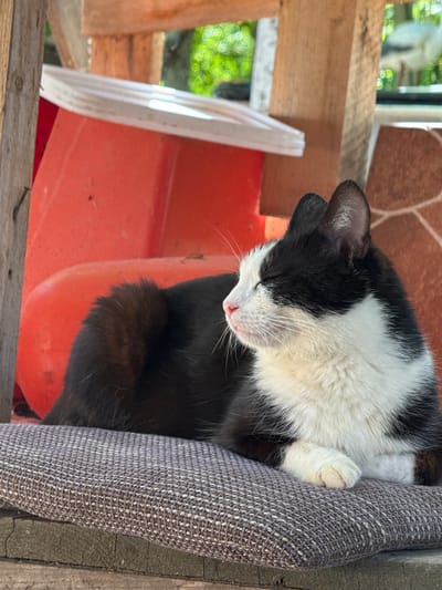 A black and white cat with its eyes closed is resting on a textured grey cushion. The cat is positioned on its side, with its front paws tucked beneath its body. The background features a bright orange plastic object and wooden structures, suggesting an outdoor or semi-outdoor setting. The overall scene appears to be in Srednia, Bulgaria, likely in a residential or backyard area, given the presence of everyday objects and natural elements like greenery visible in the background.
