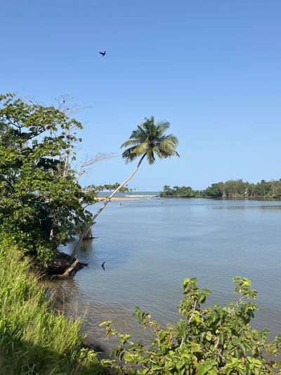 The image depicts a serene natural landscape, likely near Kalutara, Sri Lanka, featuring a tranquil body of water with a distant shoreline dotted with lush vegetation. Dominating the scene is a gracefully curved palm tree leaning over the water, its fronds reaching towards the clear blue sky. A lone bird is captured in flight against the vast expanse of the sky. The foreground is characterized by dense green foliage and tall grasses, adding a sense of depth and immersion. In the distance, the ocean meets the shore, with gentle waves creating a subtle visual texture. The overall impression is one of peaceful seclusion and natural beauty.