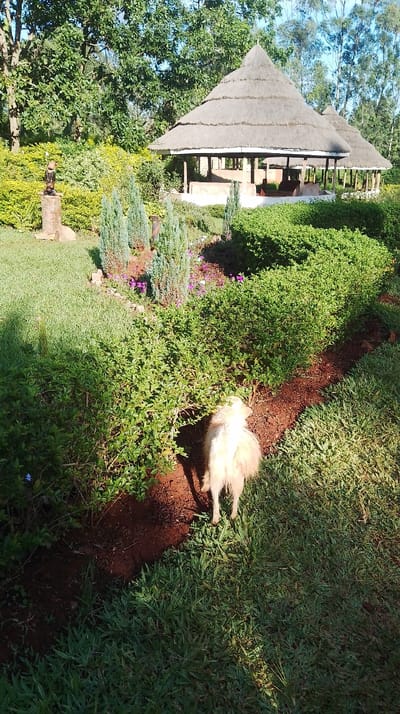 The image displays a landscaped garden in Kisa Central ward, Kenya, illuminated by direct sunlight. In the foreground, a light-colored, long-haired dog, viewed from behind, stands on a reddish-brown dirt path, its head directed towards green bushes bordering the path on the left. The path winds through meticulously maintained green bushes and shrubs, with patches of green lawn grass visible. Smaller coniferous-type shrubs and scattered purple and white flowering plants are interspersed among the greenery. In the midground, two circular structures with prominent conical thatched roofs are visible. The foreground structure features open sides supported by wooden columns, revealing internal reddish-brown low walls or benches. A second, smaller thatched structure is partially visible behind it. To the left of the thatched structures, a dark, bird-like sculpture is mounted on a light-colored, cylindrical stone pedestal. The background consists of dense, tall green trees against a clear blue sky.
